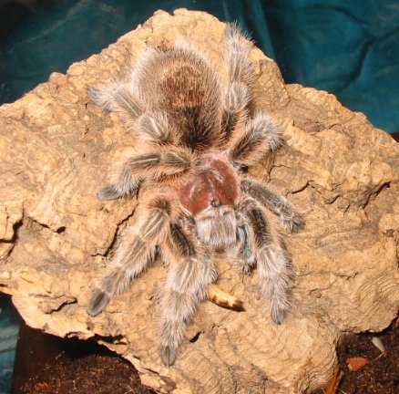 Bernard - Chilean Rose Hair