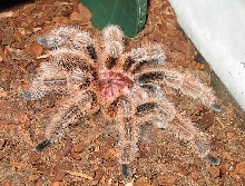 Bernie - Chilean Rose