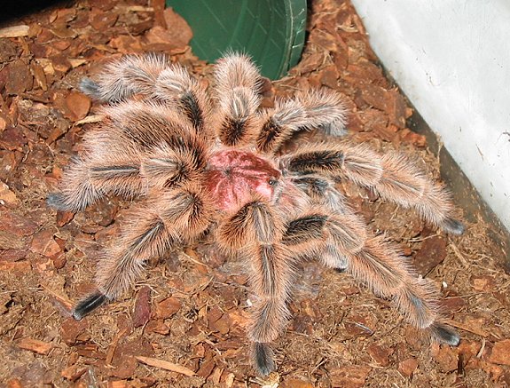 Bernie - Chilean Rose