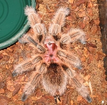 Chile_Rose_post-molt