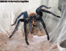 GreenBottle Blue eating