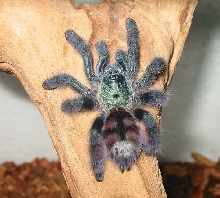 Incy - Antilles PinkToe