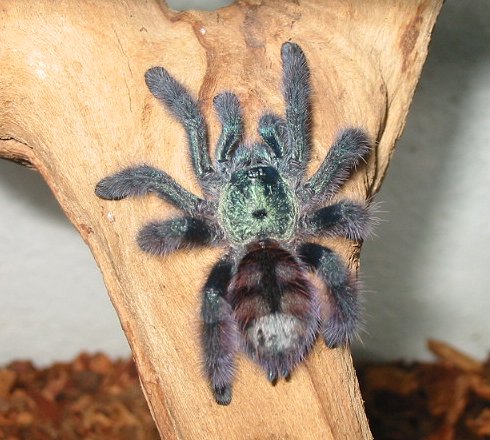 Incy - Antilles PinkToe