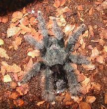 Avicularia Avicularia