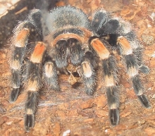 Mexican Red Knee Eating