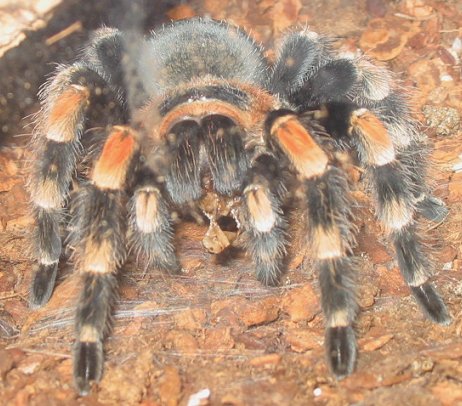 Mexican Red Knee Eating
