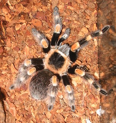 Morty - Mexican Red Knee