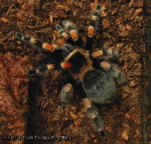 Morty - Post Molt