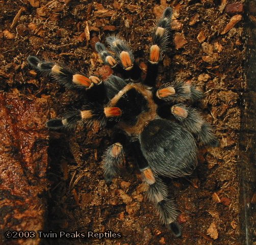 Morty - Post Molt