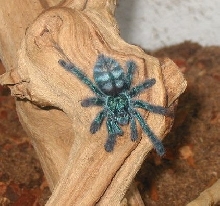Antilles Pinktoe - Incy w Spider