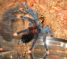 PinkToe tarantula