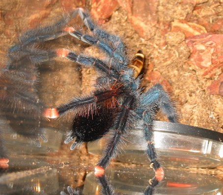 PinkToe tarantula