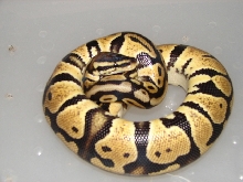 Pastel