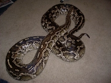 My new girl(hopefully)