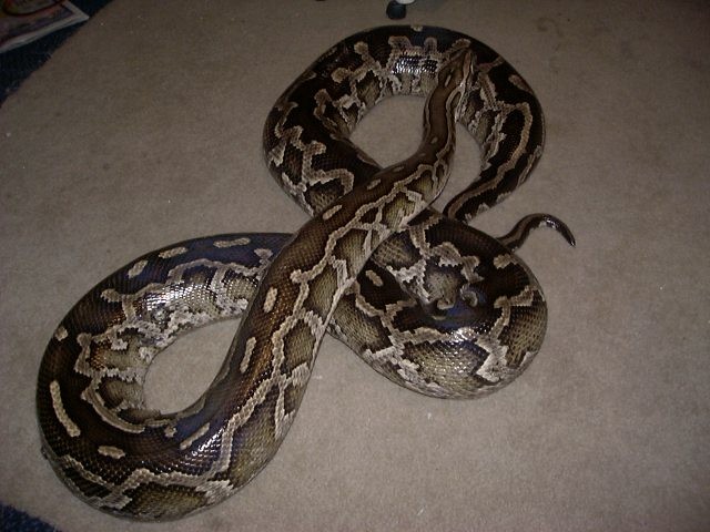 My new girl(hopefully)