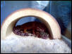 Leo Geckos