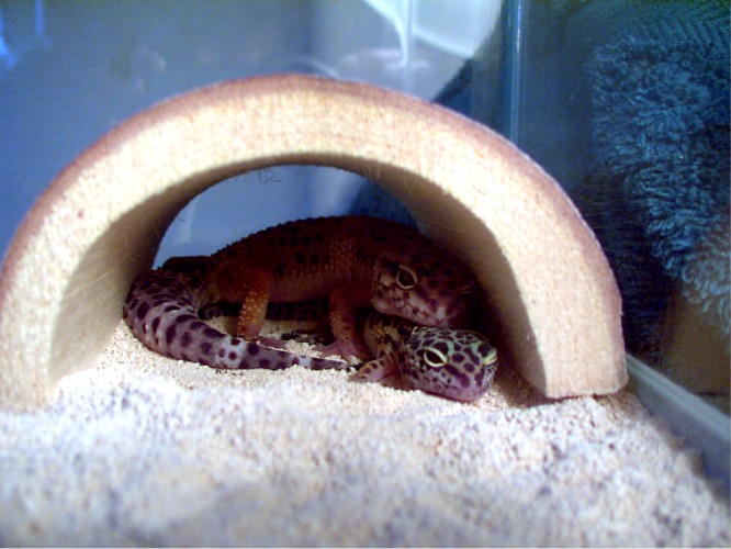 Leo Geckos