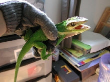 Knight Anole