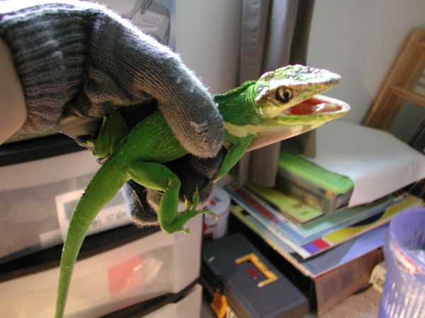 Knight Anole