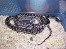 female anery