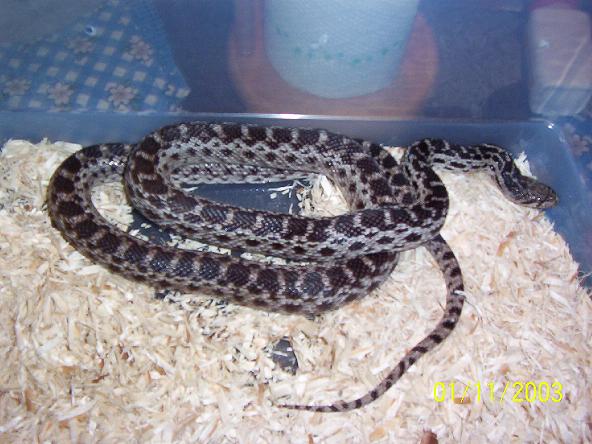 female anery