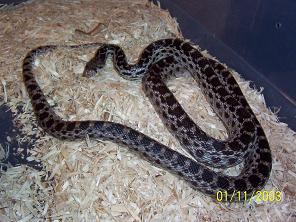 female anery