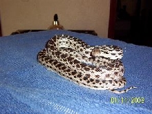 ANERY GOPHER