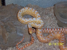 male applegate