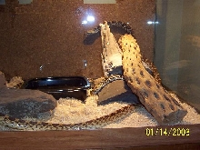 bull snake