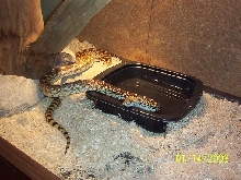 male bull