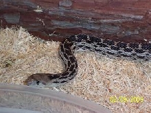 male anery gopher