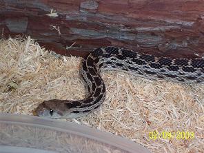 male anery gopher