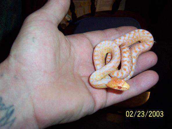 baby applegate