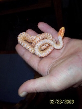 baby applegate