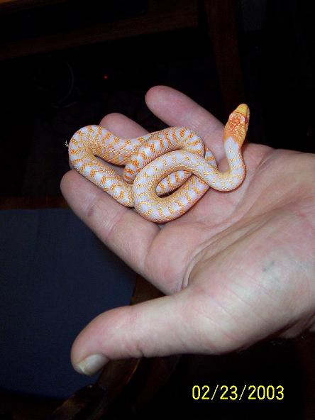 baby applegate