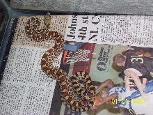 hypo sonoran  female