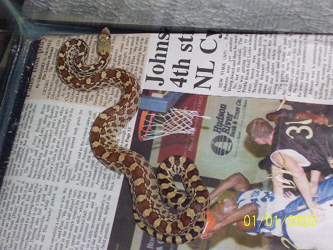 hypo sonoran  female