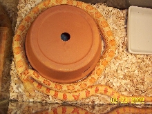 hybino sonoran male