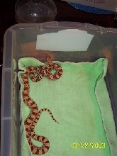 hypo sonoran male