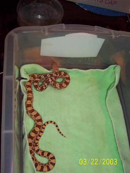 hypo sonoran male