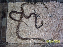 gopher with bull