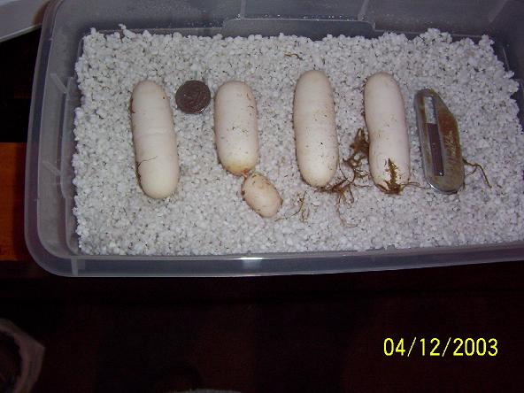 bullsnake eggs