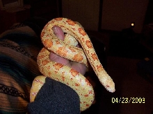 sonoran hybino