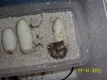 bulls hatching