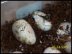 2nd clutch bulls hatching