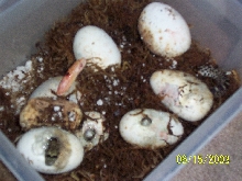 Albino in the group