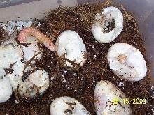2 albinos