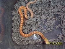 male baby bull