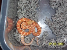 female baby bull