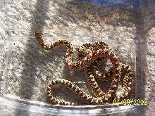 ? hypo bulls
